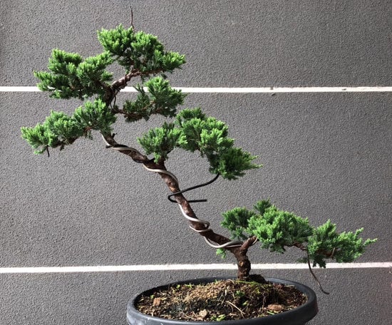 Cosa Significa Regalare Un Bonsai Di Ulivo 1 Il significato di regalare un bonsai di ulivo: un simbolo di longevità e prosperità