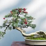 Guida per realizzare bonsai di bosso: tecniche, cura e formazione