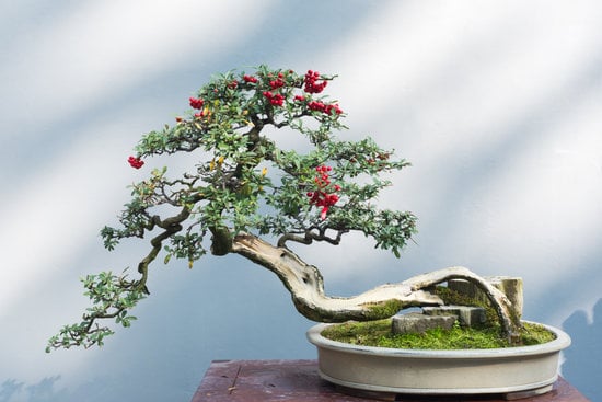 Guida per realizzare bonsai di bosso: tecniche, cura e formazione