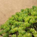 Quando Si Pota Il Bonsai in Casa Suggerimenti: 1) Quando potare il bonsai in casa: consigli per una corretta manutenzione; 2) Quando potare il bonsai in casa: indicazioni pratiche e tempistiche; 3) Quando potare il bonsai in casa: istruzioni dettagliate per la cura del tuo alberello