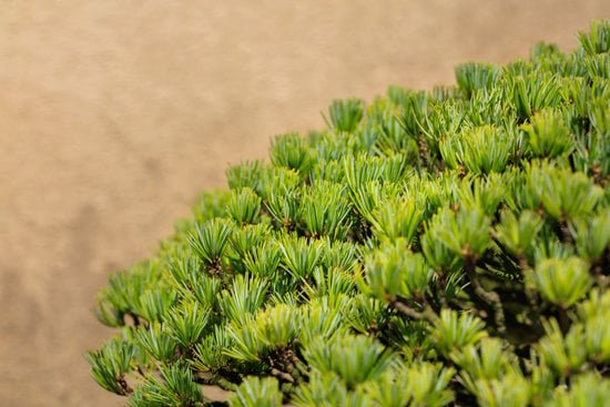 Quando Si Pota Il Bonsai in Casa 1 Suggerimenti: 1) Quando potare il bonsai in casa: consigli per una corretta manutenzione; 2) Quando potare il bonsai in casa: indicazioni pratiche e tempistiche; 3) Quando potare il bonsai in casa: istruzioni dettagliate per la cura del tuo alberello