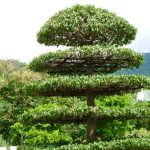 Guida dettagliata su come fare un bonsai finto in pochi passaggi