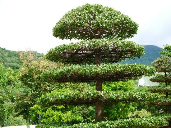 Come Fare Un Bonsai Finto 1 Guida dettagliata su come fare un bonsai finto in pochi passaggi