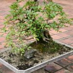 Come Utilizzare L Sfagno in Bonsai Scopri come utilizzare l sfagno in bonsai per una crescita sana e rigogliosa