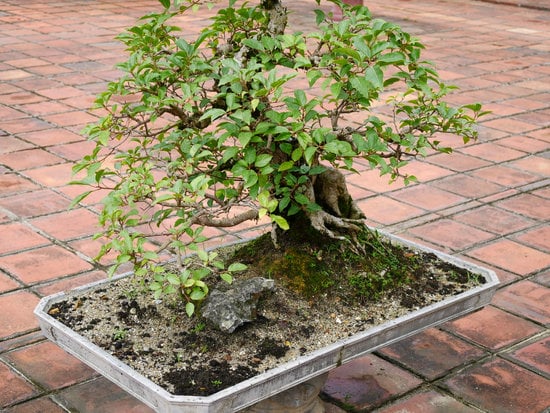 Come Utilizzare L Sfagno in Bonsai 1 Scopri come utilizzare l sfagno in bonsai per una crescita sana e rigogliosa