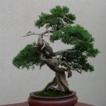 Come Curare Un Bonsai Microcarpa Ginseng Segui la guida dettagliata su come curare un bonsai microcarpa ginseng