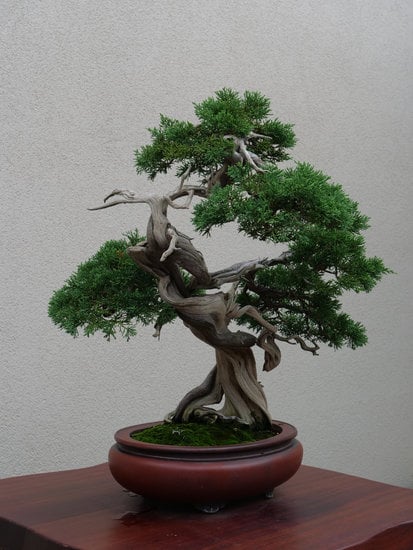 Come Curare Un Bonsai Microcarpa Ginseng 1 Segui la guida dettagliata su come curare un bonsai microcarpa ginseng