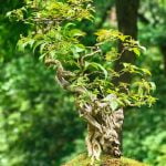 Come Fare Un Bonsai Di Pino Dal Seme Guida dettagliata su come fare un bonsai di pino dal seme
