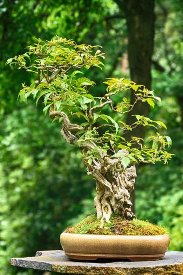 Come Fare Un Bonsai Di Pino Dal Seme 3 Guida dettagliata su come fare un bonsai di pino dal seme