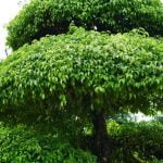 Scopri QUANDO PRELEVARE PSEUDO BONSAI IN NATURA per una migliore crescita e adattamento