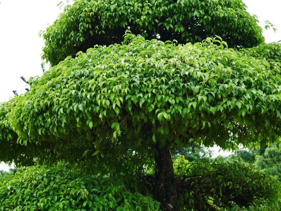 Quando Prelevare Pseudo Bonsai in Natura 1 Scopri QUANDO PRELEVARE PSEUDO BONSAI IN NATURA per una migliore crescita e adattamento
