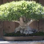 Scopri come ricavare un bonsai da un albero segato con i nostri consigli esperti