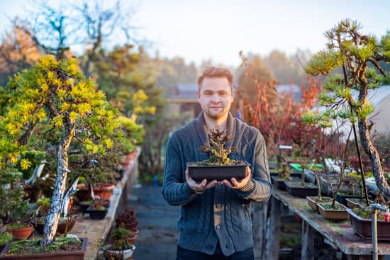 Contare attentamente le foglie del bonsai rosso