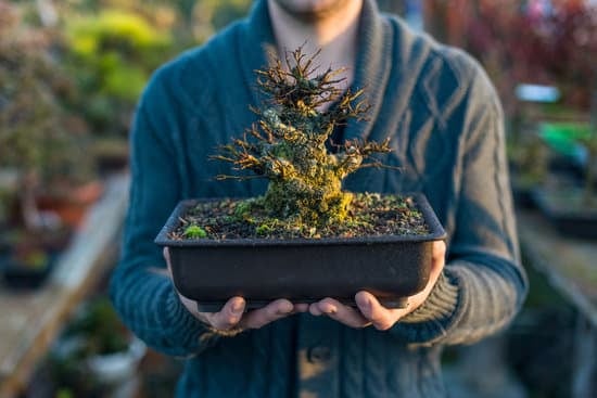 Come Concimare Un Bonsai 1 Guida pratica su come concimare un bonsai per la crescita ottimale