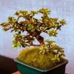 Che Concime Usare a Fine Stagione Per Bonsai Scopri quale concime usare a fine stagione per i tuoi bonsai e mantienili sani e rigogliosi