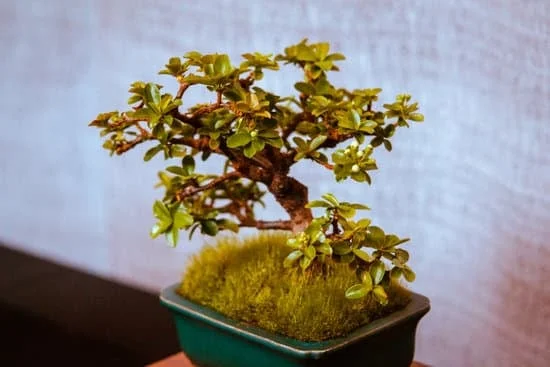 Scopri quale concime usare a fine stagione per i tuoi bonsai e mantienili sani e rigogliosi