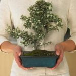 Scopri quando e come potare il bonsai ficus per mantenerlo sano e in forma ottimale