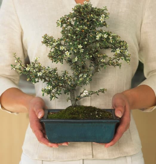 Scopri quando e come potare il bonsai ficus per mantenerlo sano e in forma ottimale