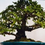 Guida passo passo: Come creare un bonsai di ulivo - Guarda il video