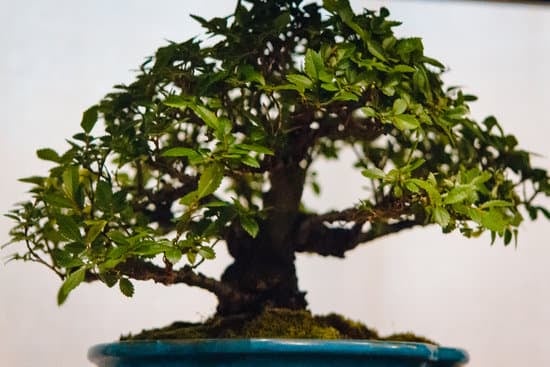 Come Creare Un Bonsai Di Ulivo Video 1 Guida passo passo: Come creare un bonsai di ulivo - Guarda il video