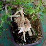 Quando e come togliere le foglie dal bonsai ficus: consigli e momenti ideali