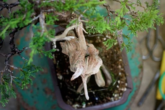 Quando Togliere Le Foglie Dal Bonsai Ficus 1 Quando e come togliere le foglie dal bonsai ficus: consigli e momenti ideali