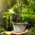 Quanto Conta Il Mecato Bonsai in Italia Scopri quanto conta il mercato bonsai in Italia: tendenze, mercato e aspetti economici