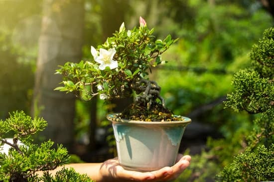 Quanto Conta Il Mecato Bonsai in Italia 1 Scopri quanto conta il mercato bonsai in Italia: tendenze, mercato e aspetti economici