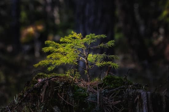 Come Farefinto Un Bonsai Di Ulivo 11 Guida dettagliata su come farefinto un bonsai di ulivo con successo