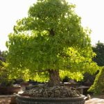 Qual E' Il Bonsai Più Costoso Scopri il bonsai più costoso al mondo e le sue caratteristiche uniche