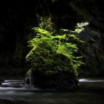 Come Fare Scendere Le Radici a Un Bonsai Di Ficus Guida: Come far radicare un bonsai di Ficus con successo in pochi passaggi