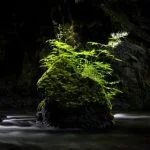 Guida: Come far radicare un bonsai di Ficus con successo in pochi passaggi