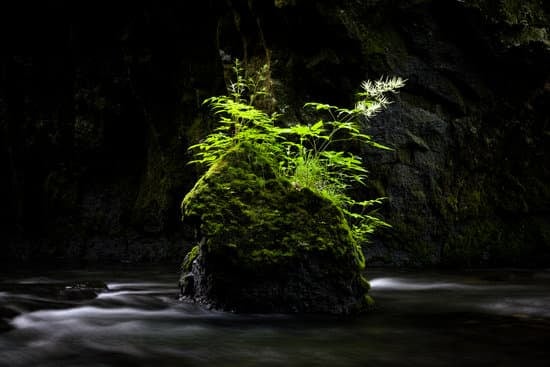 Guida: Come far radicare un bonsai di Ficus con successo in pochi passaggi