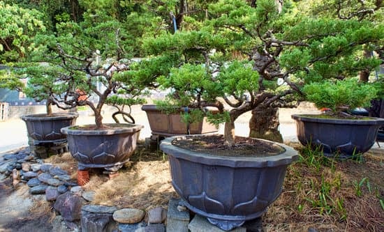 Quando bagnare bonsai: consigli per mantenere l'umidità ottimale