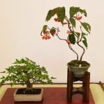Come Curare Bonsai in Casa Scopri come curare bonsai in casa con i nostri consigli esperti