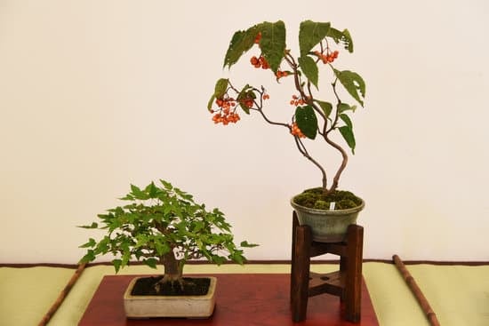 Come Curare Bonsai in Casa 1 Scopri come curare bonsai in casa con i nostri consigli esperti