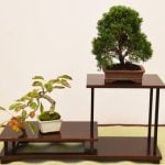 Come curare una camelia bonsai in vaso: consigli per la potatura e l'irrigazione
