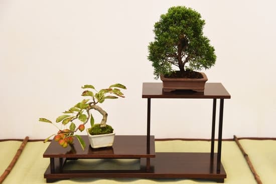 Come Curare Una Camelia Bonsai in Vaso 1 Come curare una camelia bonsai in vaso: consigli per la potatura e l'irrigazione