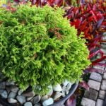 Utilizza terriccio ben drenato e evita eccessi d'acqua per non far marcire il tronco del bonsai