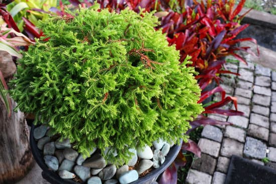 Come Non Far Marcire Tronco Bonsai 7 Utilizza terriccio ben drenato e evita eccessi d'acqua per non far marcire il tronco del bonsai