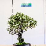 Come Affilare Le Forbici Da Bonsai Guida pratica su come affilare le forbici da bonsai: consigli e trucchi per la manutenzione