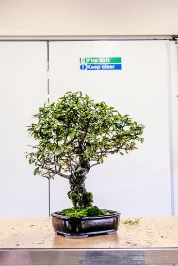 Come Affilare Le Forbici Da Bonsai 1 Guida pratica su come affilare le forbici da bonsai: consigli e trucchi per la manutenzione