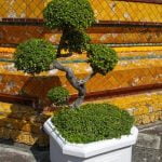 Come Fare Rosmarino Bonsai “Guida su Come Fare Rosmarino Bonsai: Passo dopo passo per una perfetta crescita”