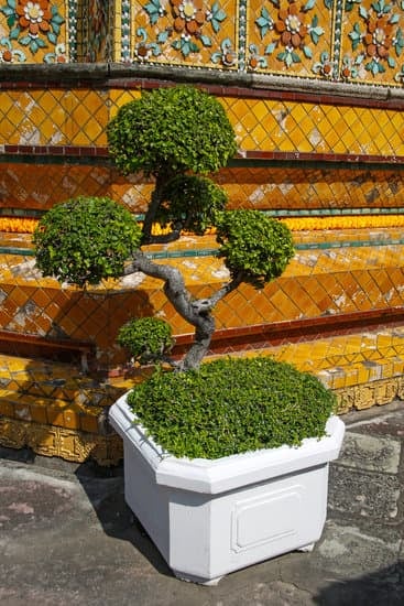 “Guida su Come Fare Rosmarino Bonsai: Passo dopo passo per una perfetta crescita”