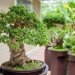 Guida pratica su come potare un bonsai in un video dettagliato
