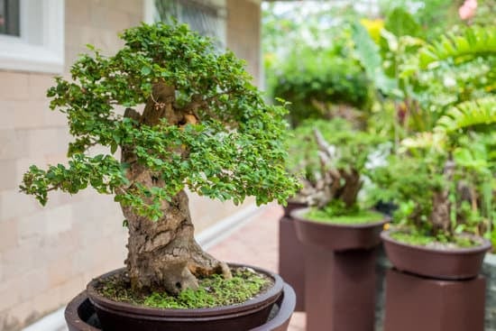 Come Potare Un Bonsai Video 1 Guida pratica su come potare un bonsai in un video dettagliato