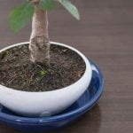 Cosa fare per bon sai perde le foglie: controlla l'umidità e la luce