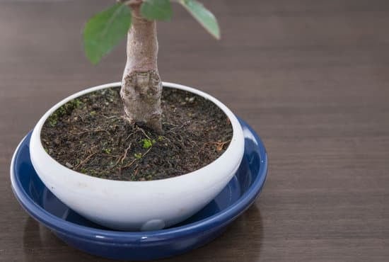 Cosa Fare Per Bonsai Perde Le Foglie 1 Cosa fare per bon sai perde le foglie: controlla l'umidità e la luce