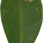 Come e dove mettere bonsai: consigli per la posizione ideale in casa e in giardino