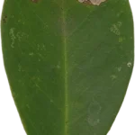 Dove Mettere Bonsai Come e dove mettere bonsai: consigli per la posizione ideale in casa e in giardino